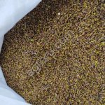 Березовая почка