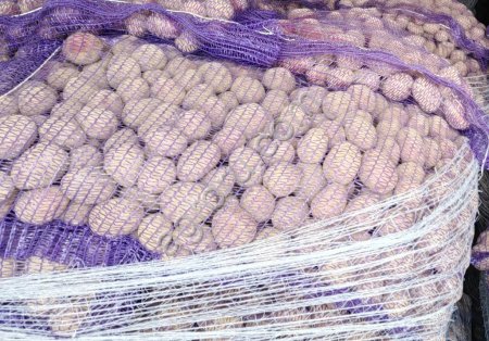 Картофель семенной разные сорта.