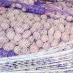 Картофель семенной разные сорта.