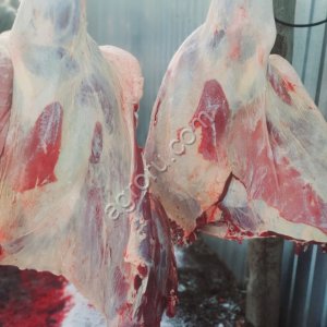 Вынужденный забой корова быка