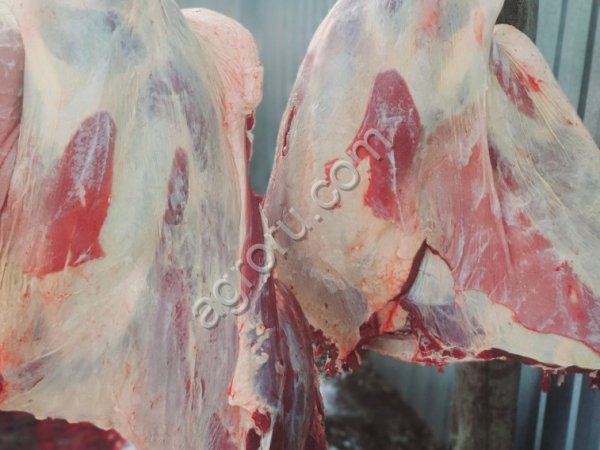 Вынужденный забой корова быка