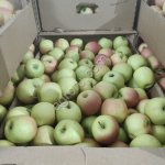 Яблоки Пинк Леди