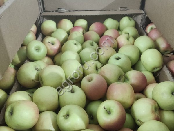 Яблоки Пинк Леди