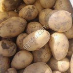 Картофель из Пакистана сорта Сантэ и Музыка