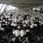 Покровная почва для шампиньонов