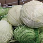 Капуста белокочанная