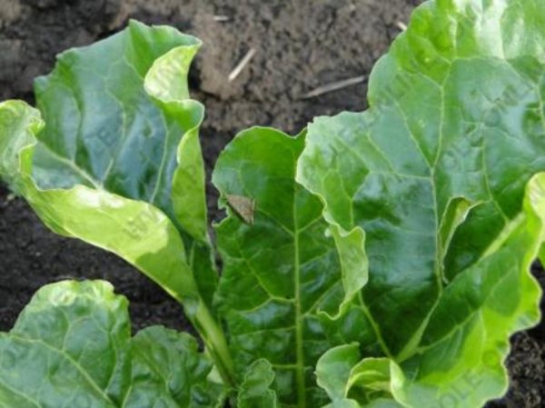 Сладкий овощ «измучен» гусеницами и засухой