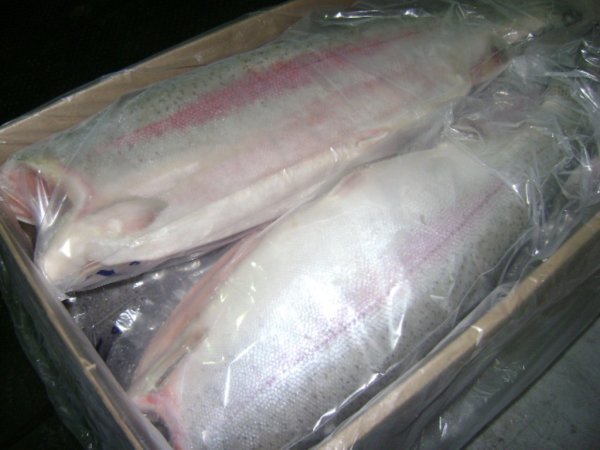 Рыбные итоги