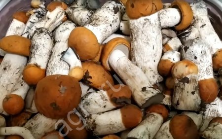 Подосиновики