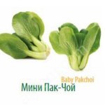 Мини: овощи и зелень