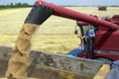 В Алтайском крае снижение валового сбора