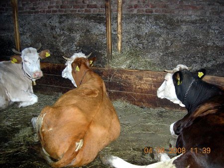 Активный импорт дешевого мяса разрушает животноводческую отрасль Украины - мнение