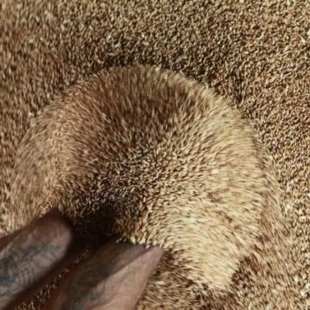 Египет вновь отказался от требований о «нулевой спорынье» в пшенице