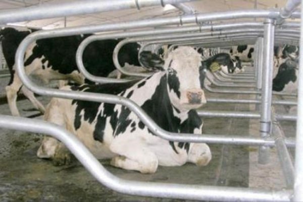 В Италии закрываются молочные фермы