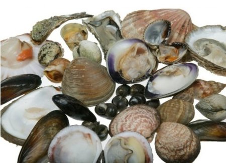 Бразилия намерена увеличить объемы экспорта моллюсков и ракообразных