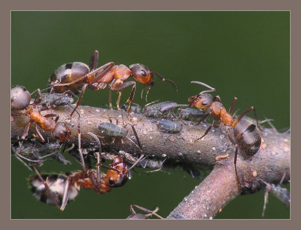 Супер-организм: Целый улей