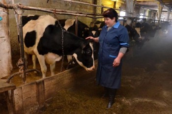 Животноводческие фермы Новопокровского района не могут добиться госсубсидий