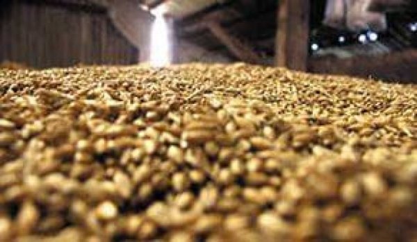 Мировой рынок зерна: «быки» вернулись