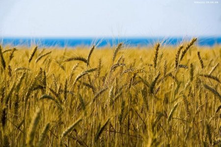 Ради импортозамещения