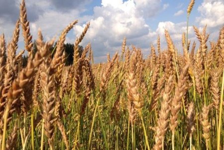 Зерно: учёные сделали своё дело — ход за правительством