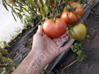 Домашние помидоры оптом от 100кг. огурцы , перец , баклажан.
