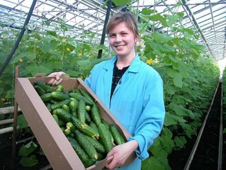 Краткий обзор рынка овощей