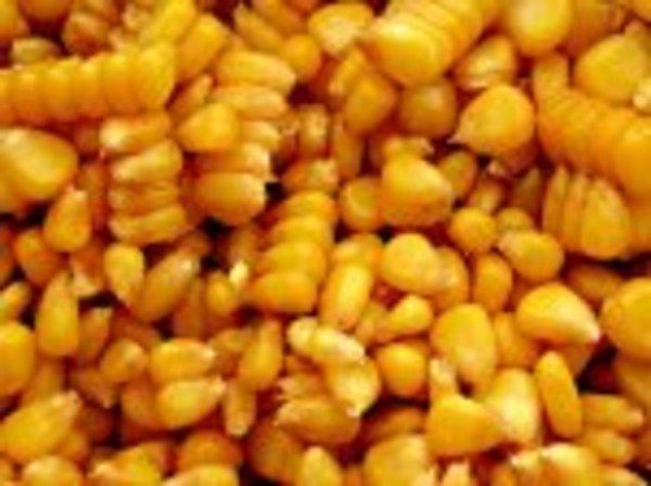 Тайвань отказался закупать на тендере дорогую кукурузу