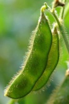 Бразилия вновь существенно снизила прогноз производства соевых бобов