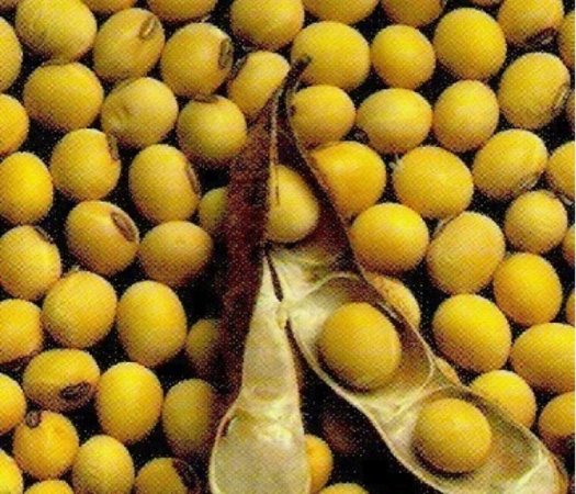 Перспективы урожая масличных в Китае