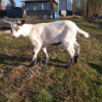 Разместить объявление о продаже коз и коз в Московской области
