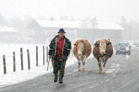 Власти Карелии оштрафуют за сокращение поголовья