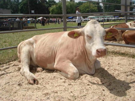 За сохранение поголовья область получит финподдержку