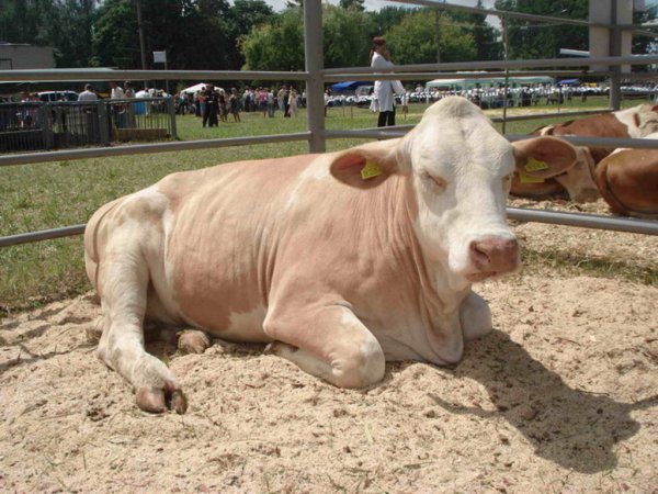 За сохранение поголовья область получит финподдержку