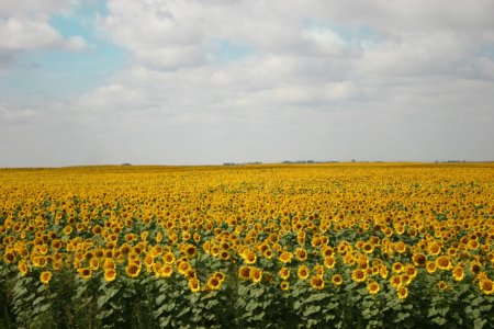 МСХ США увеличило прогноз мирового производства масличных