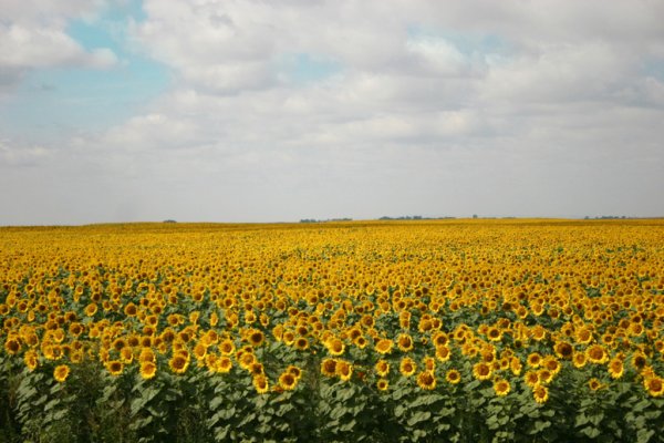 МСХ США увеличило прогноз мирового производства масличных