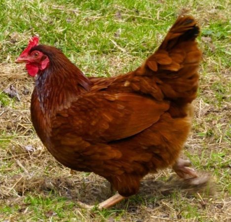 Паратиф