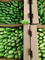 огурец Бакинский