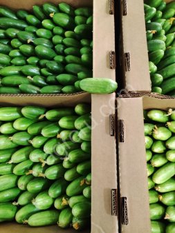 огурец Бакинский