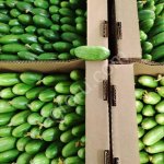 огурец Бакинский