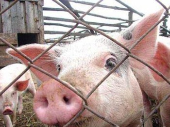 Ленинградская область: хозяевам изъятых свиней перечислены компенсации