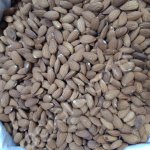 Миндаль золотой