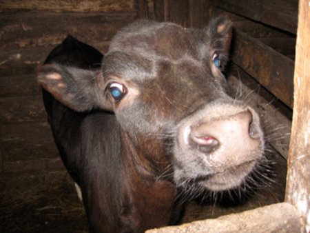 Затраты на маточное поголовье компенсируют