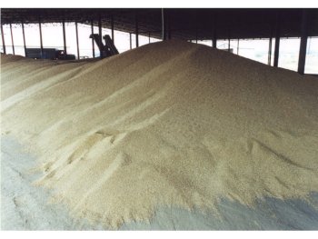 Россия: Запасы зерна у трейдеров и переработчиков на 1 августа – самые низкие с 2008г