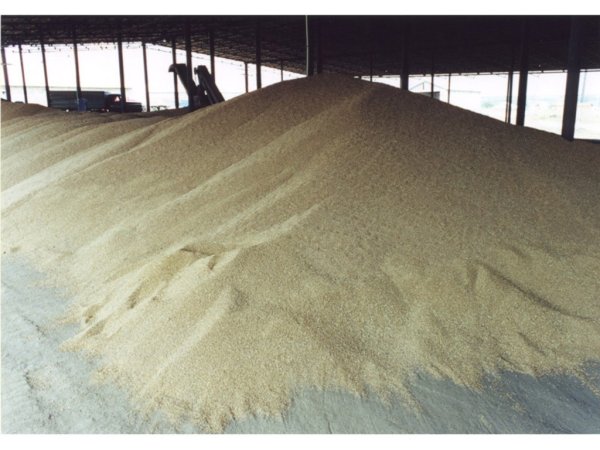 Россия: Запасы зерна у трейдеров и переработчиков на 1 августа – самые низкие с 2008г