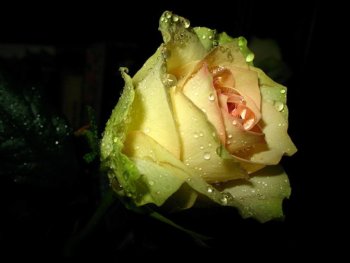 Итальянцы хотят выращивать розы на тамбовской земле