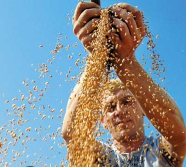 Интервенции зерна возможны уже в октябре