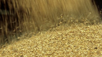 Падение цен на зерно не снизит цены на продукты
