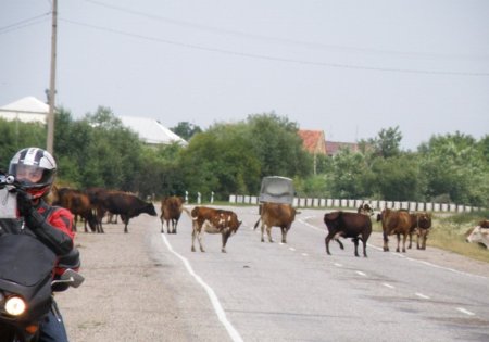 По улицам Миасса бродят коровы и козы