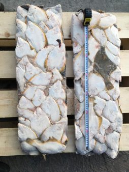 Камбала Ж/П Дальневосточная Н/Р