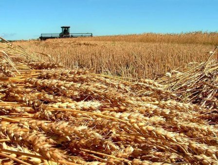 Прогнозы зернового рынка